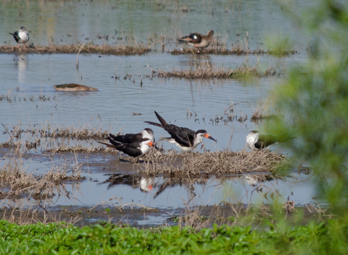 Black Skimmer - Iván Eroles