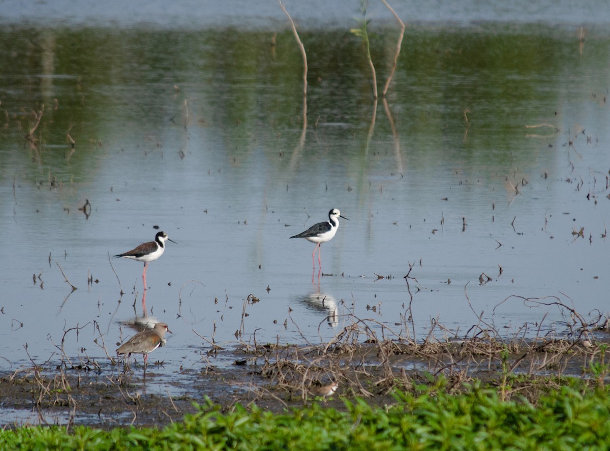 Black-necked Stilt - Iván Eroles