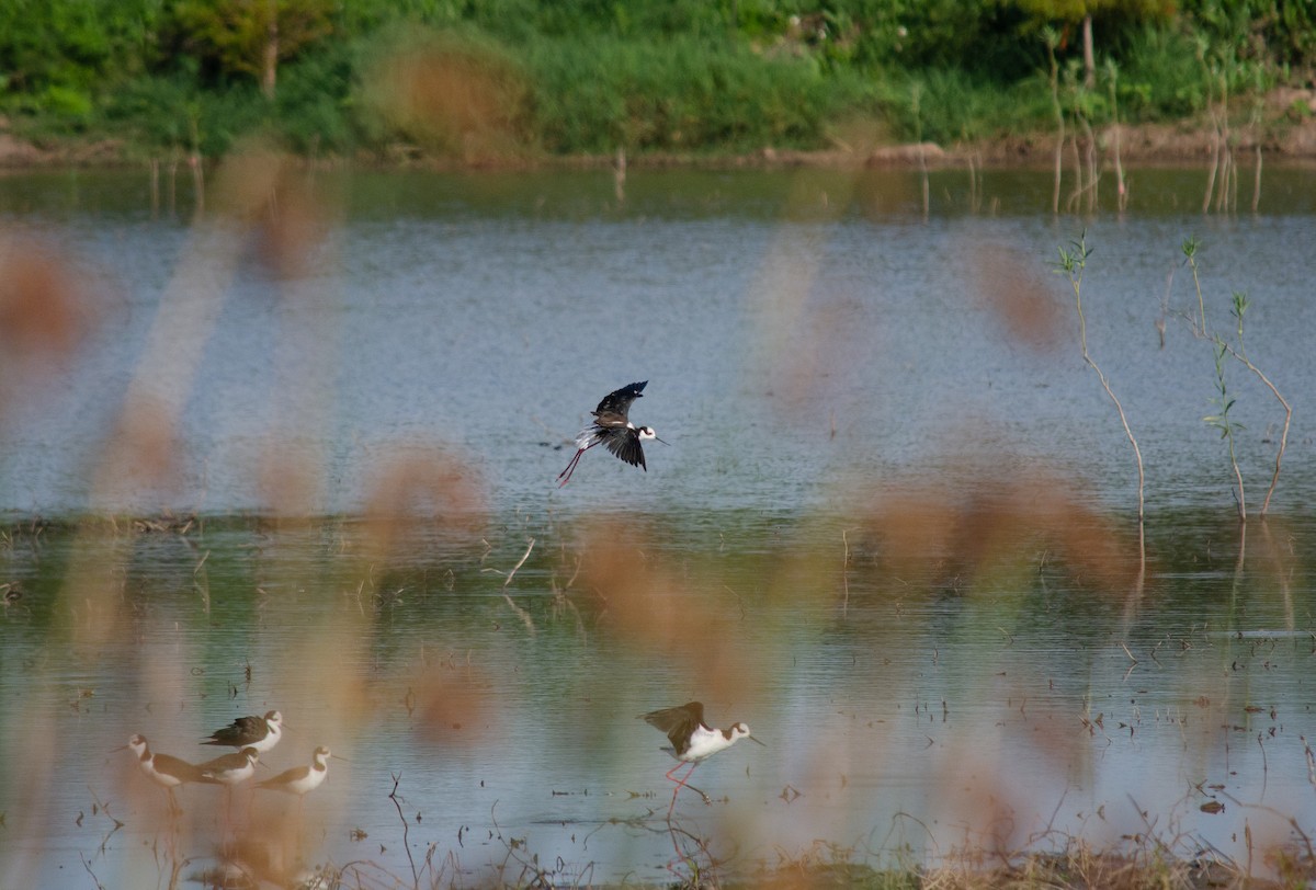 Black-necked Stilt - Iván Eroles