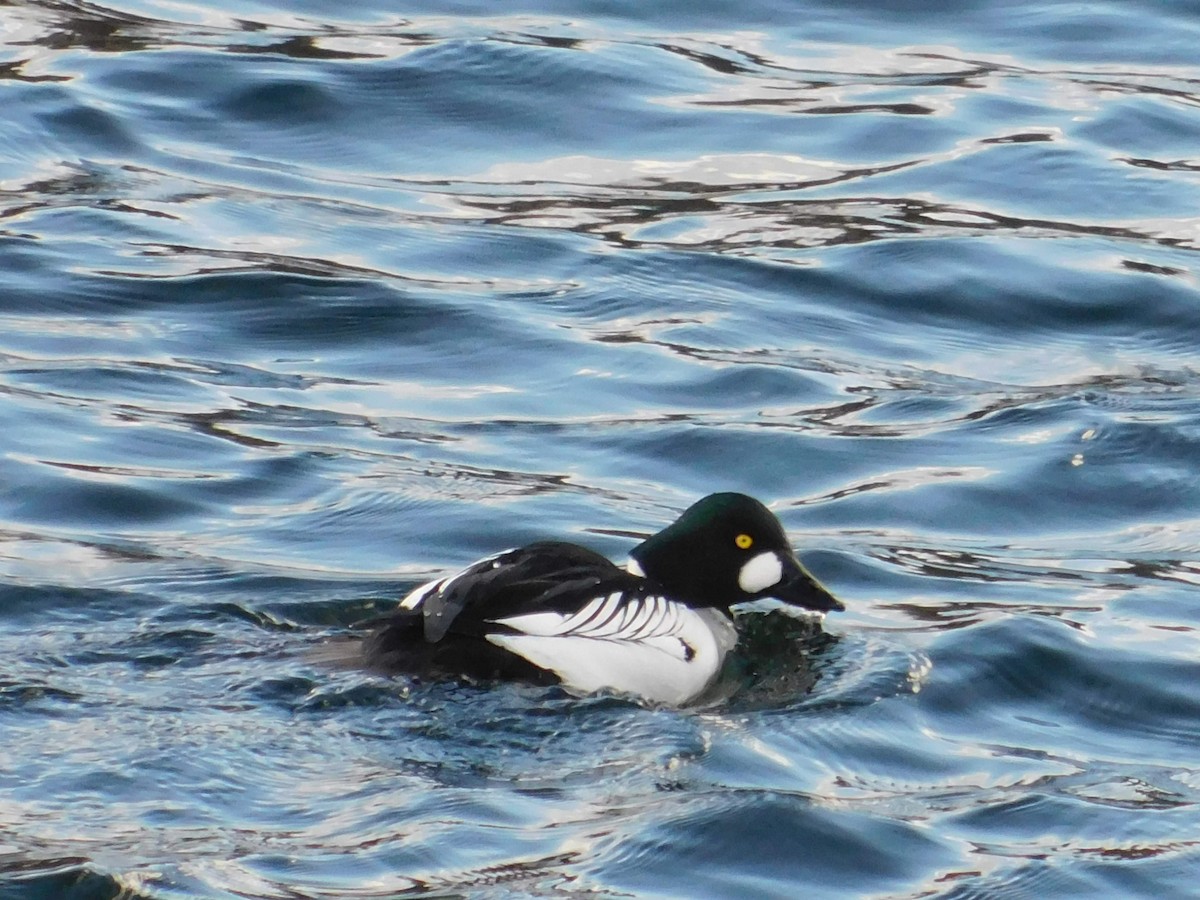 Common Goldeneye - ML309065801