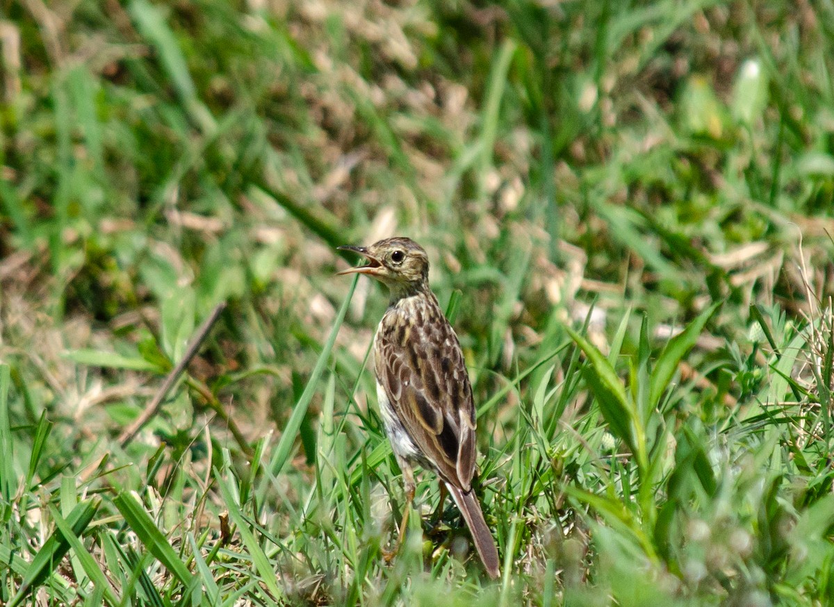 Bisbita (Anthus) sp. - ML309065831