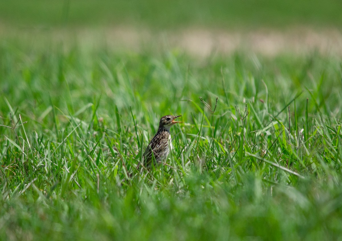 Anthus sp. - ML309065871