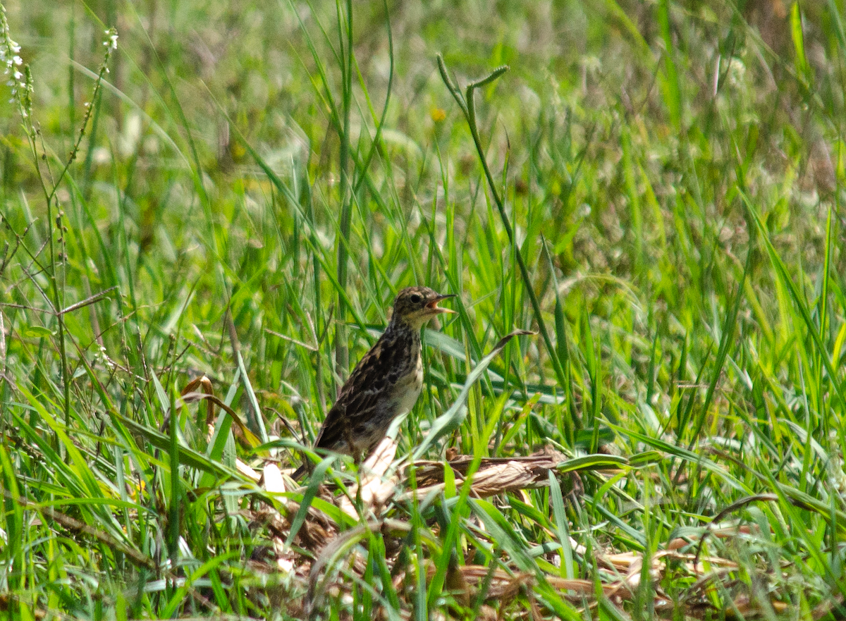 Bisbita (Anthus) sp. - ML309065891