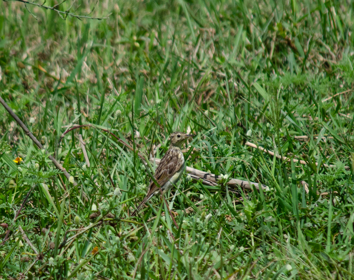 Bisbita (Anthus) sp. - ML309065901