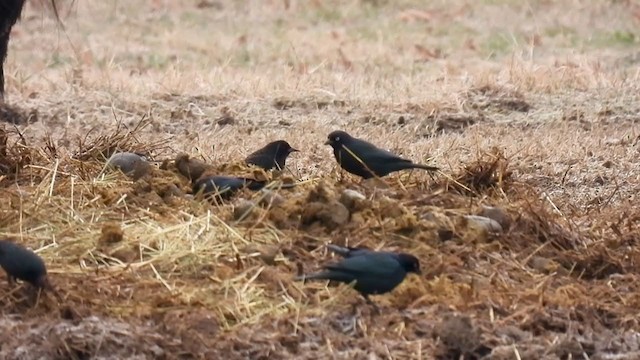 Brewer's Blackbird - ML309066311