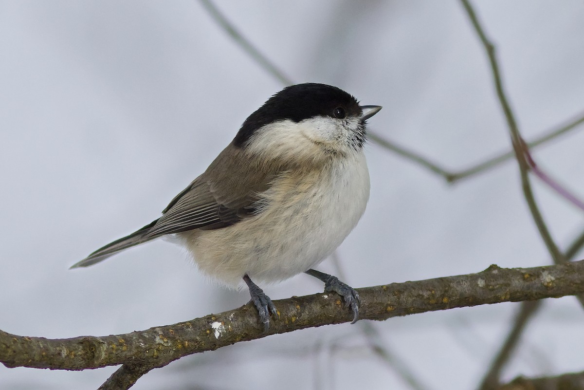 Willow Tit - ML309066381