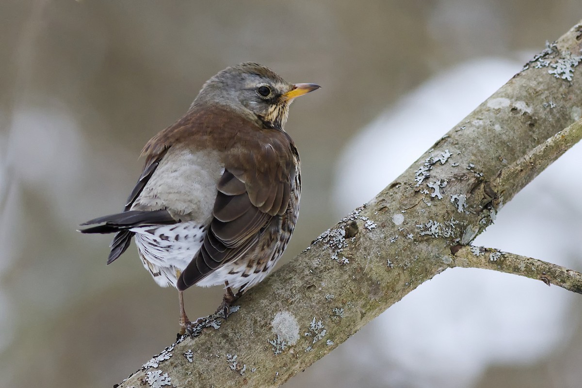 Fieldfare - ML309066531