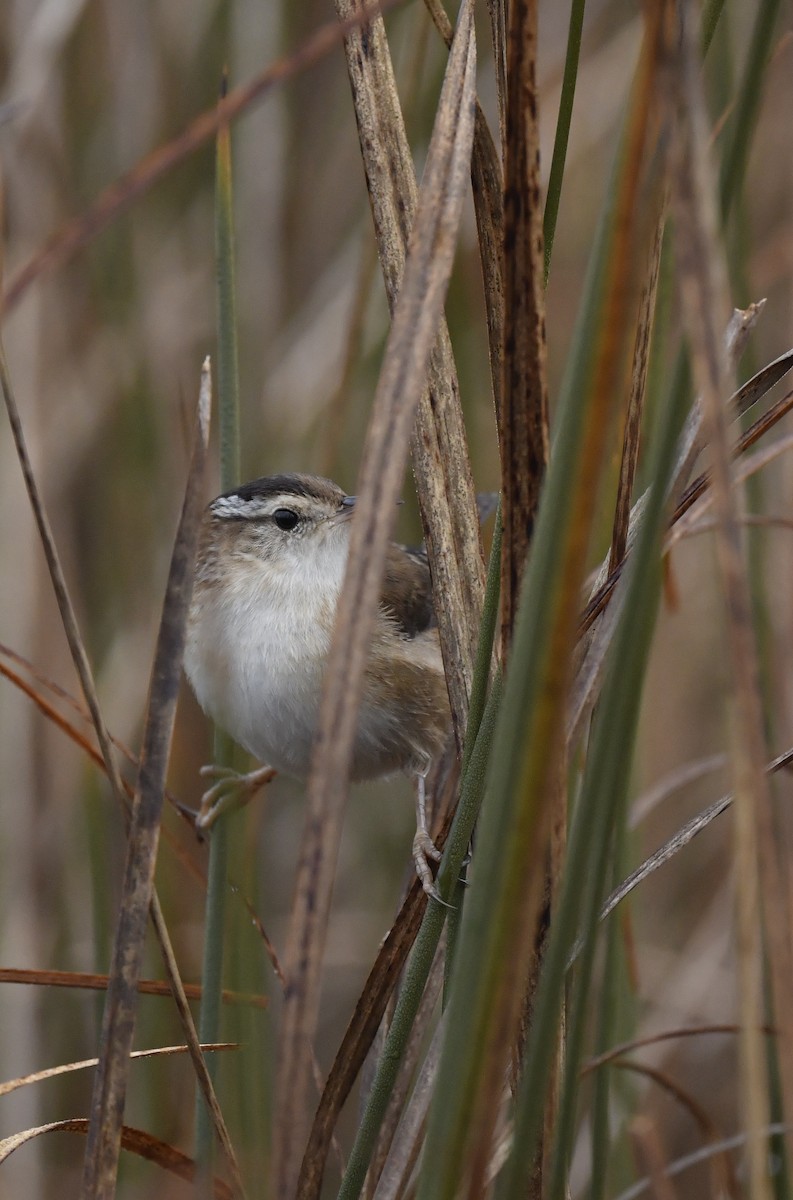 Marsh Wren (palustris Group) - ML309067411