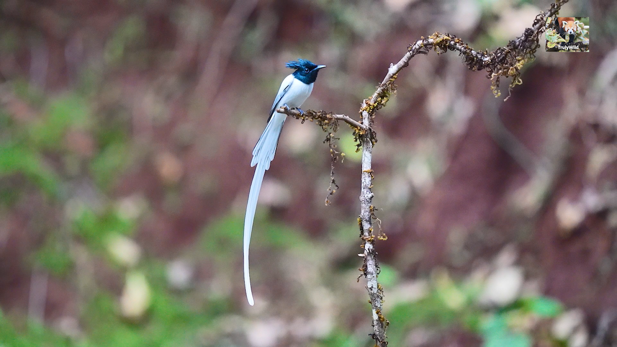 Indian Paradise-Flycatcher - ML309067571