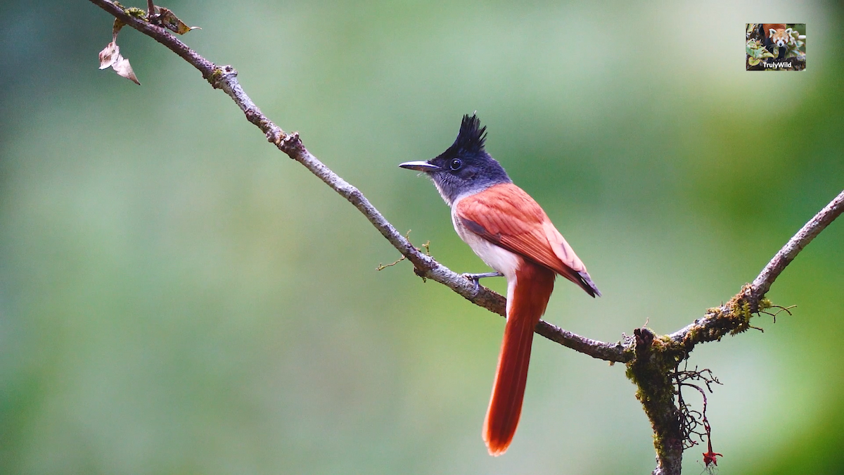 Indian Paradise-Flycatcher - ML309067591