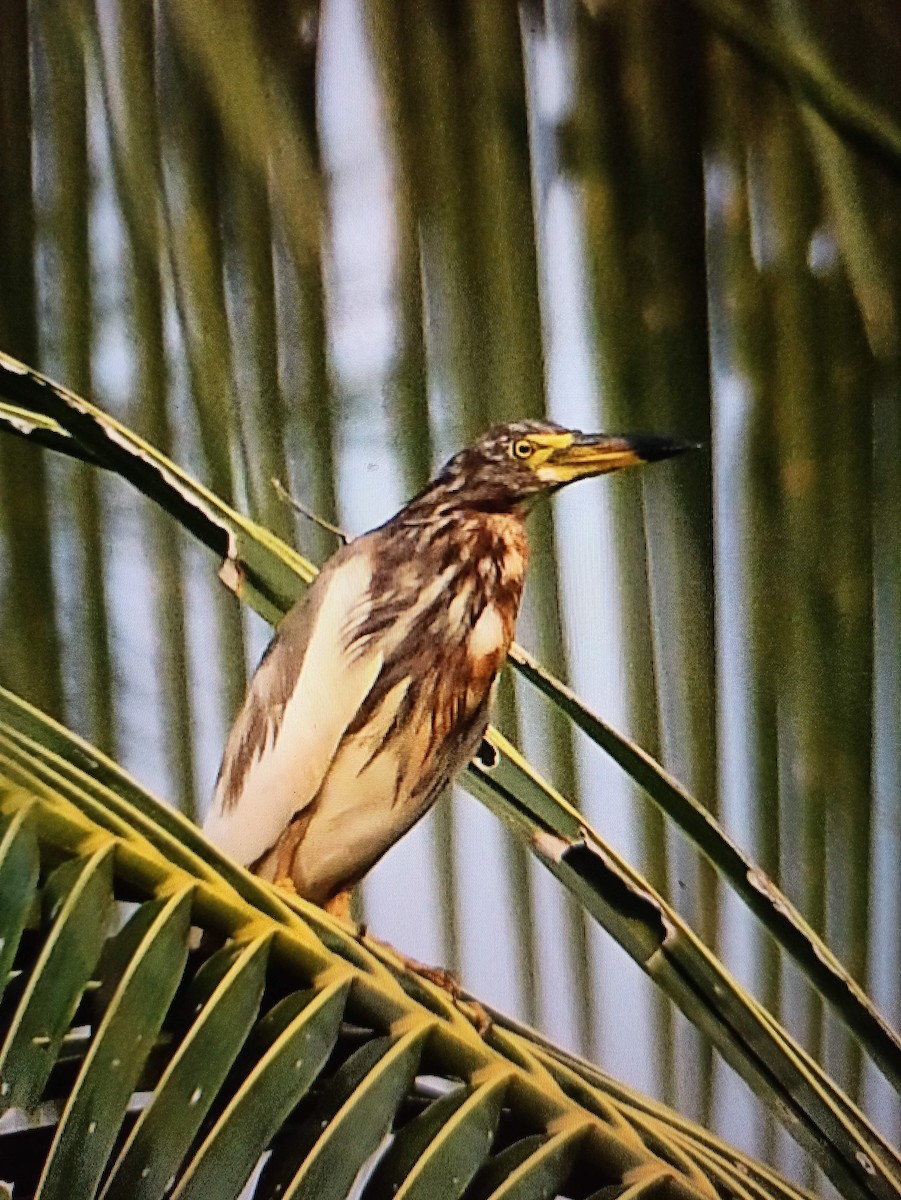 Chinese Pond-Heron - ML309067811