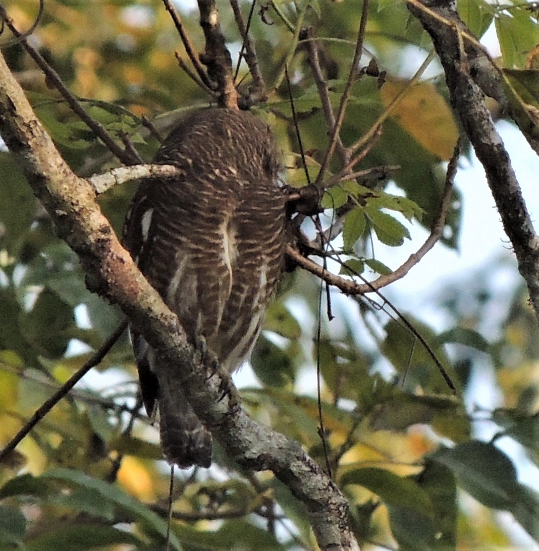 Asian Barred Owlet - ML309067941