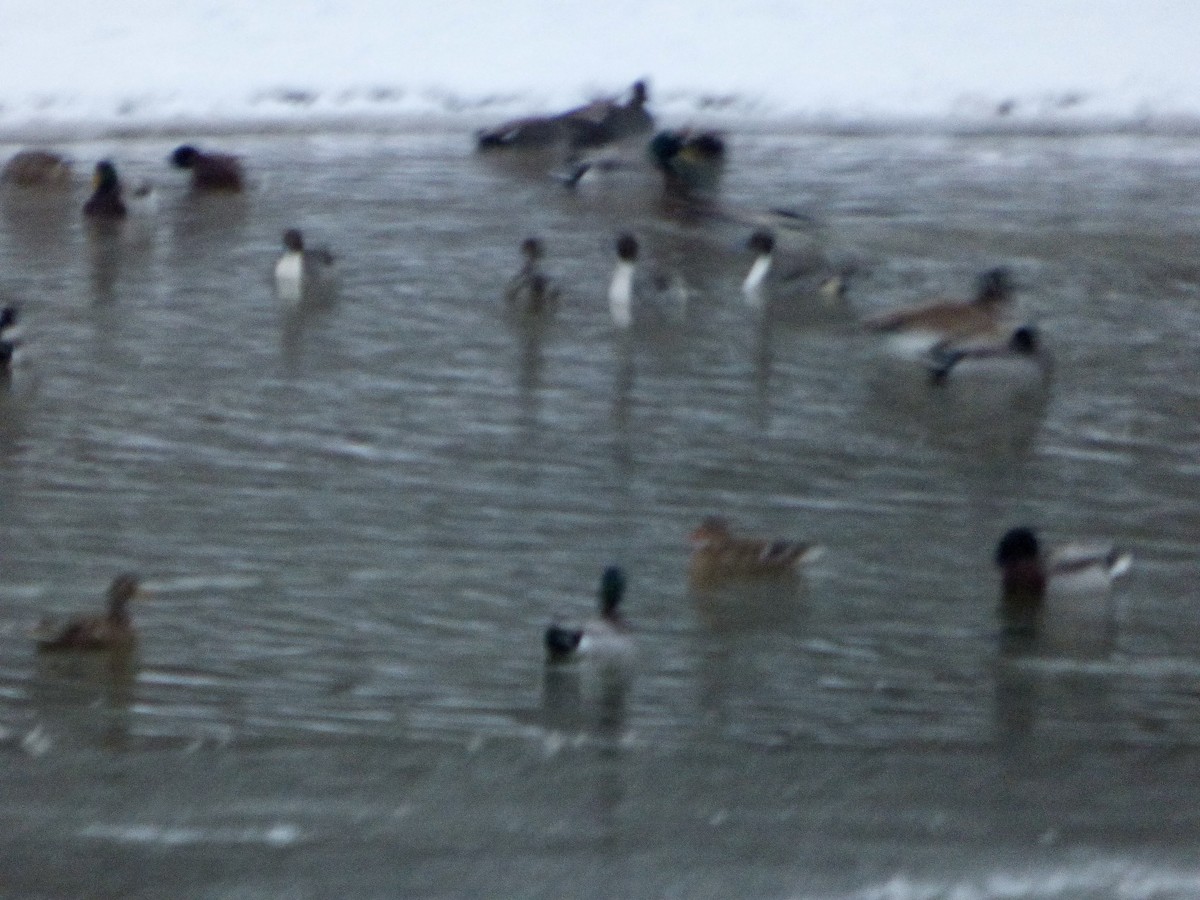 Northern Pintail - Paul Cook