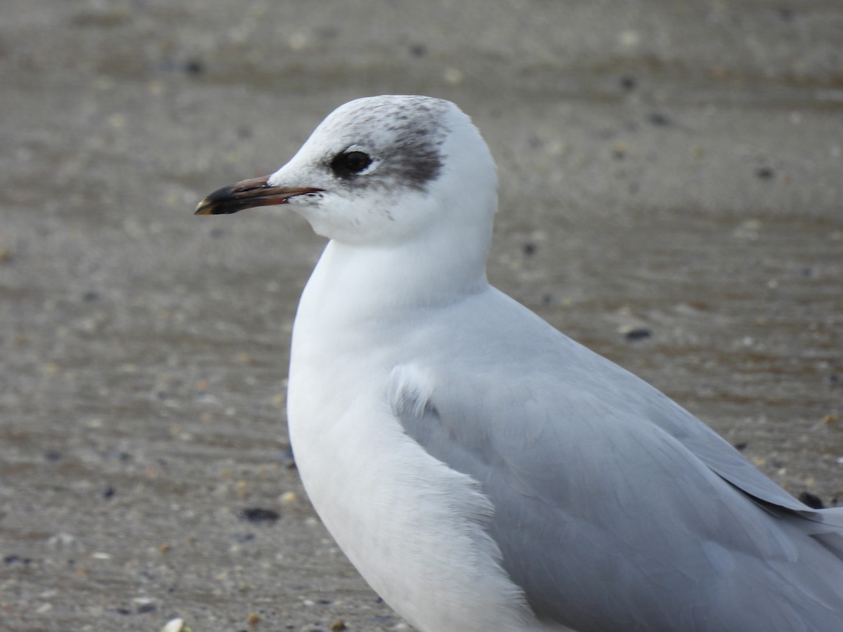 Black-headed x Ring-billed Gull (hybrid) - ML309068631