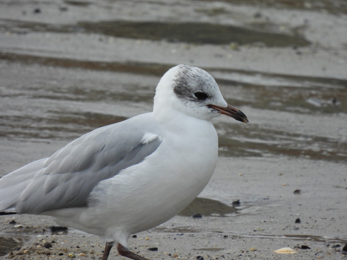 Black-headed x Ring-billed Gull (hybrid) - ML309068651