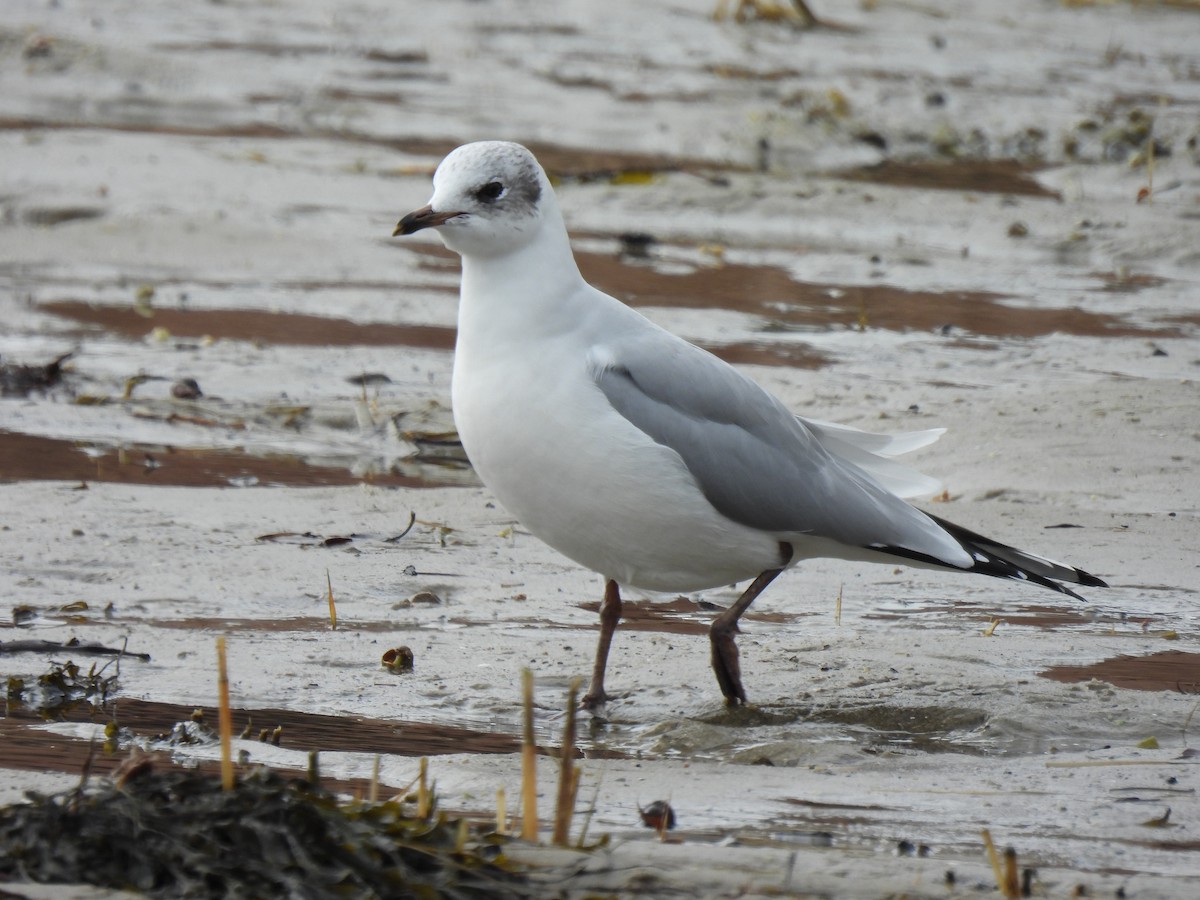 Black-headed x Ring-billed Gull (hybrid) - ML309068671