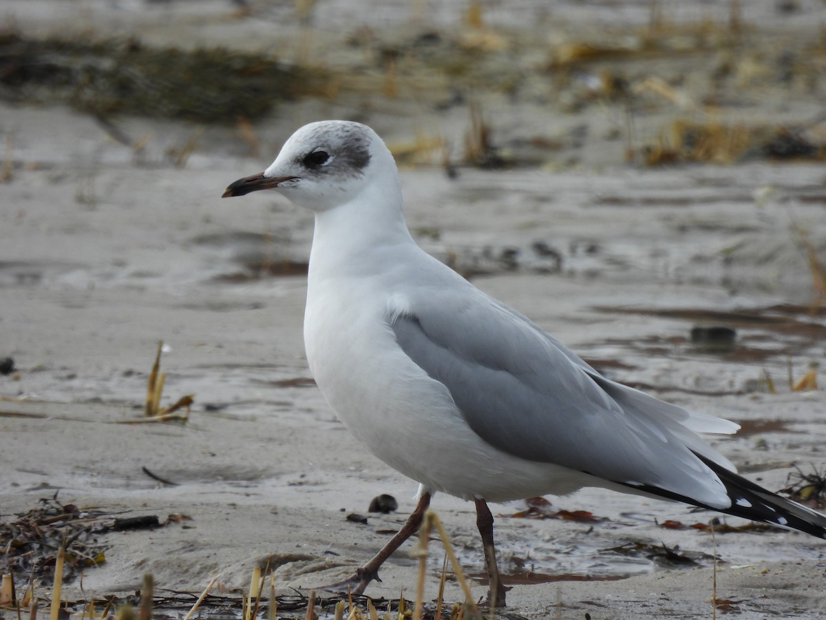 Black-headed x Ring-billed Gull (hybrid) - ML309068681