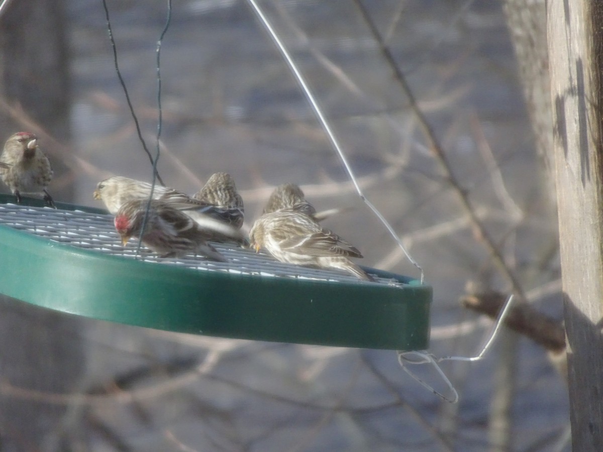 Hoary Redpoll - ML309068861