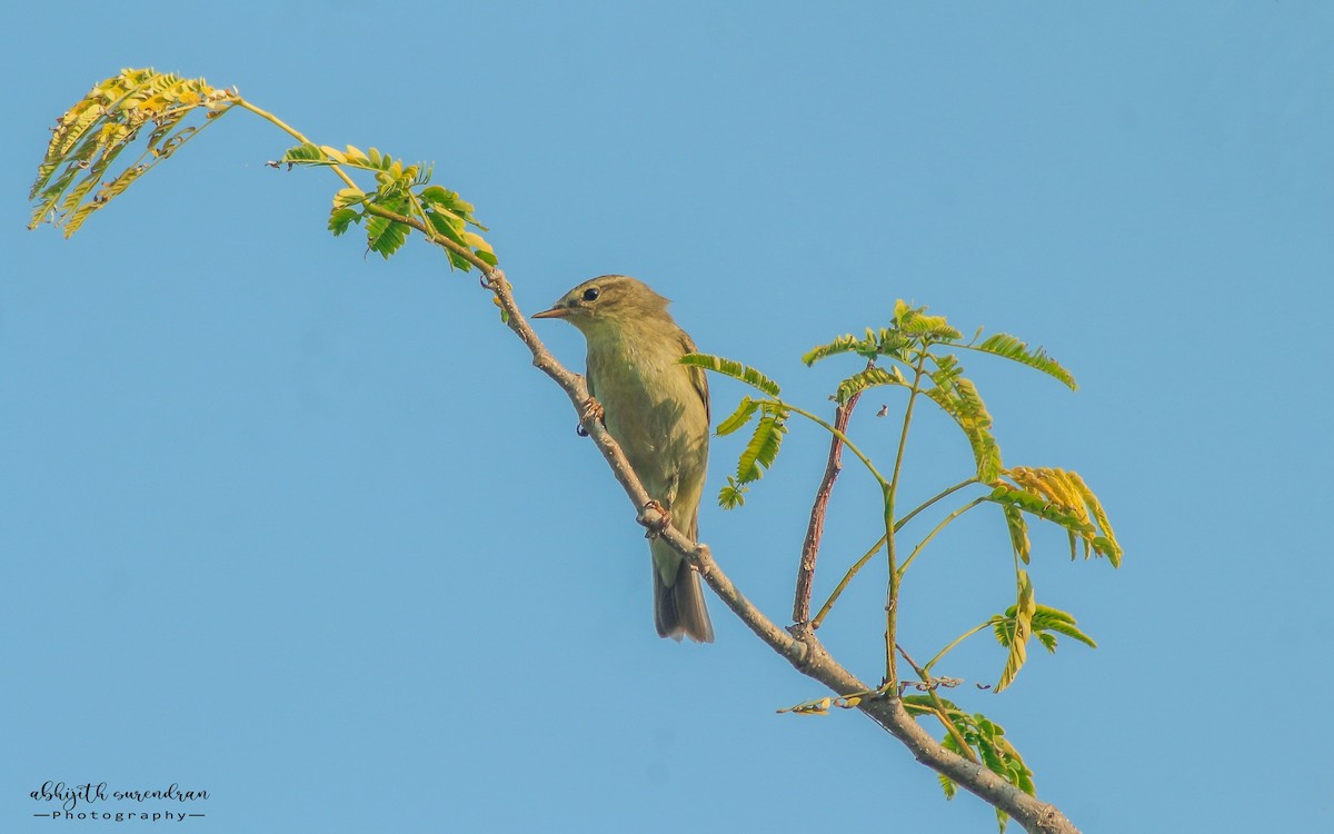 Willow Warbler - ML309068881