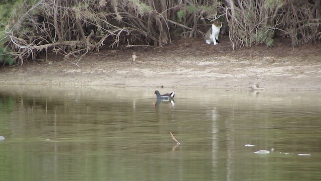 Eurasian Moorhen - ML309069771