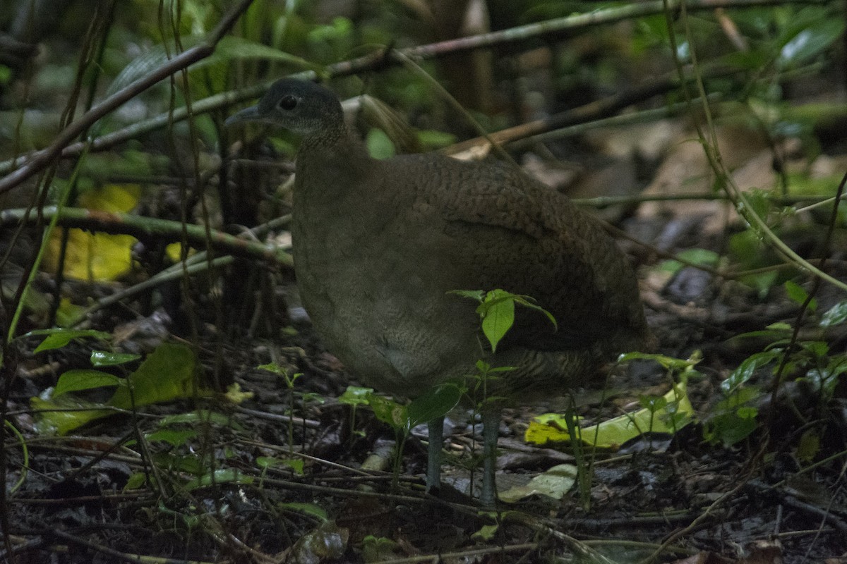 Great Tinamou - ML309070141