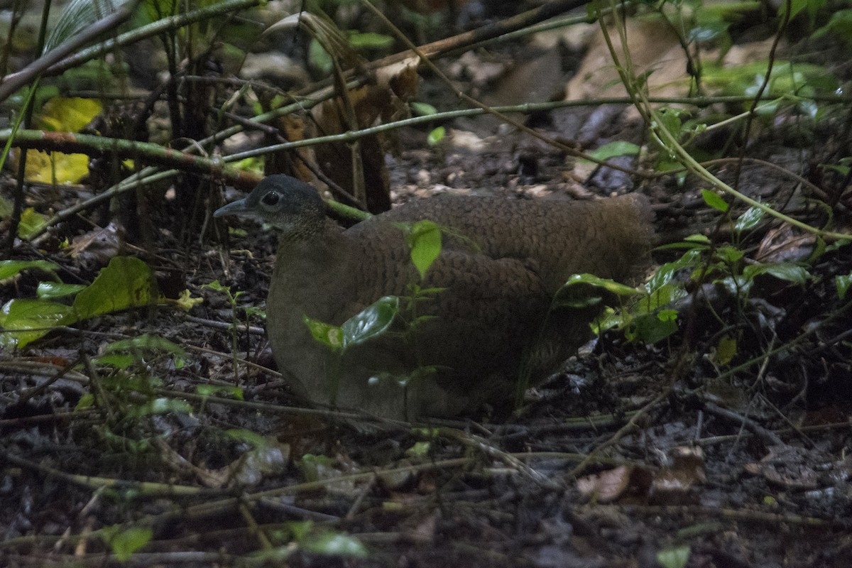 Great Tinamou - ML309070151