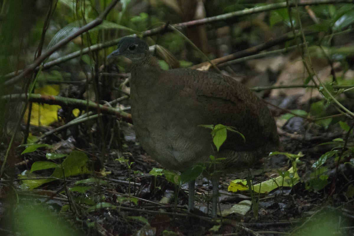 Great Tinamou - ML309070161