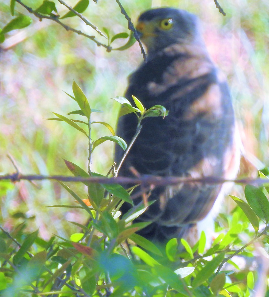 Roadside Hawk - ML309070251