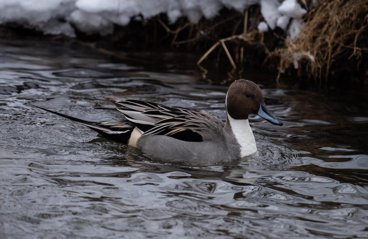Northern Pintail - Karen Lee Lewis