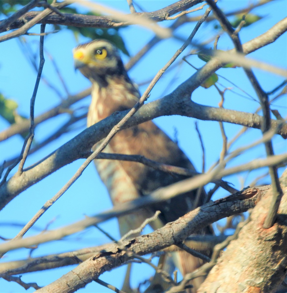 Roadside Hawk - ML309070791