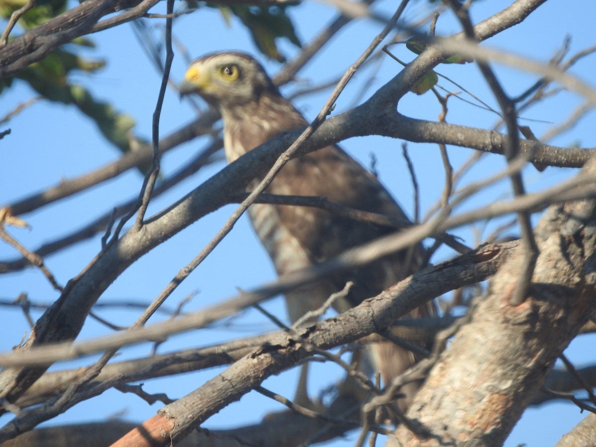 Roadside Hawk - ML309071091