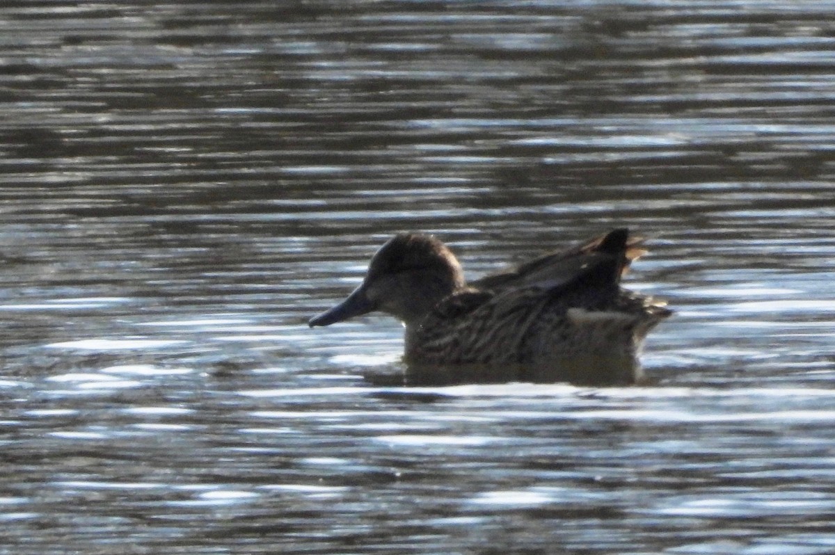 Green-winged Teal - Indira Thirkannad