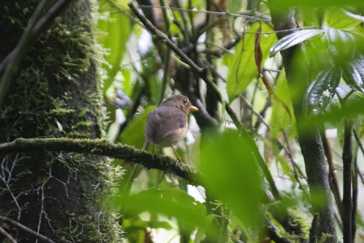 okerbrystmaurpitta - ML309072341