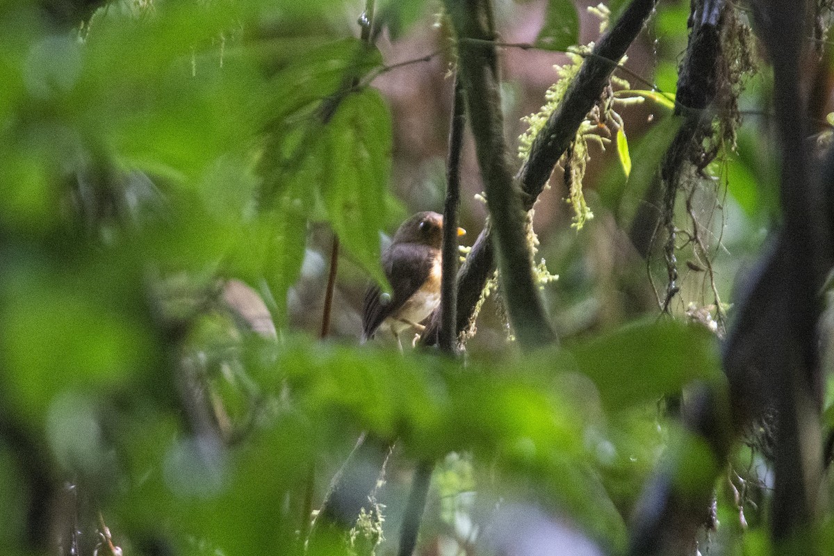 okerbrystmaurpitta - ML309072371