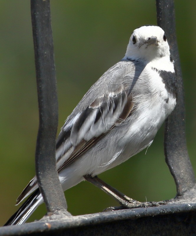 White Wagtail - ML309074201