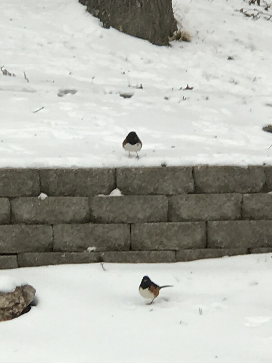 pipilo rudooký - ML309074741