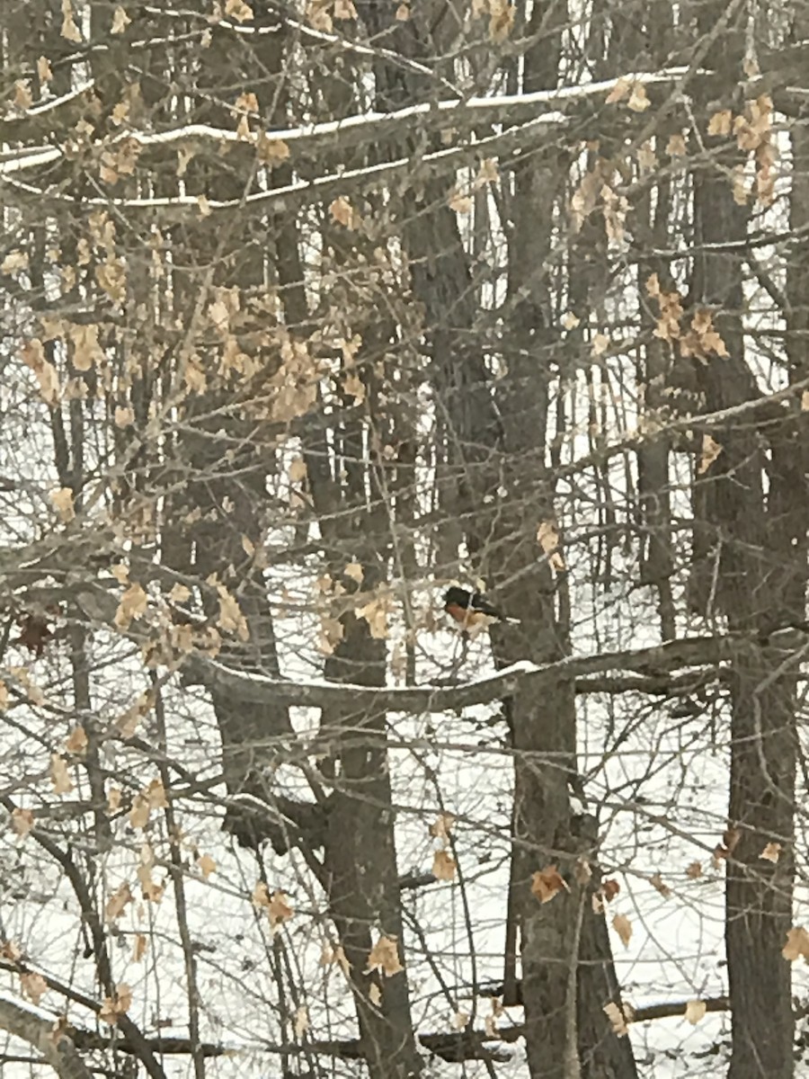 pipilo rudooký - ML309075131