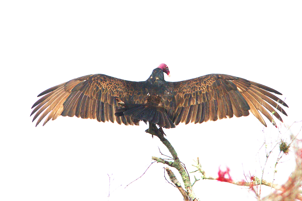 Turkey Vulture - ML309075861