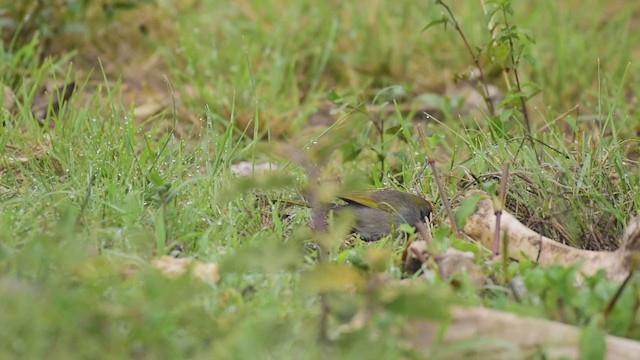 Green-tailed Towhee - ML309079421