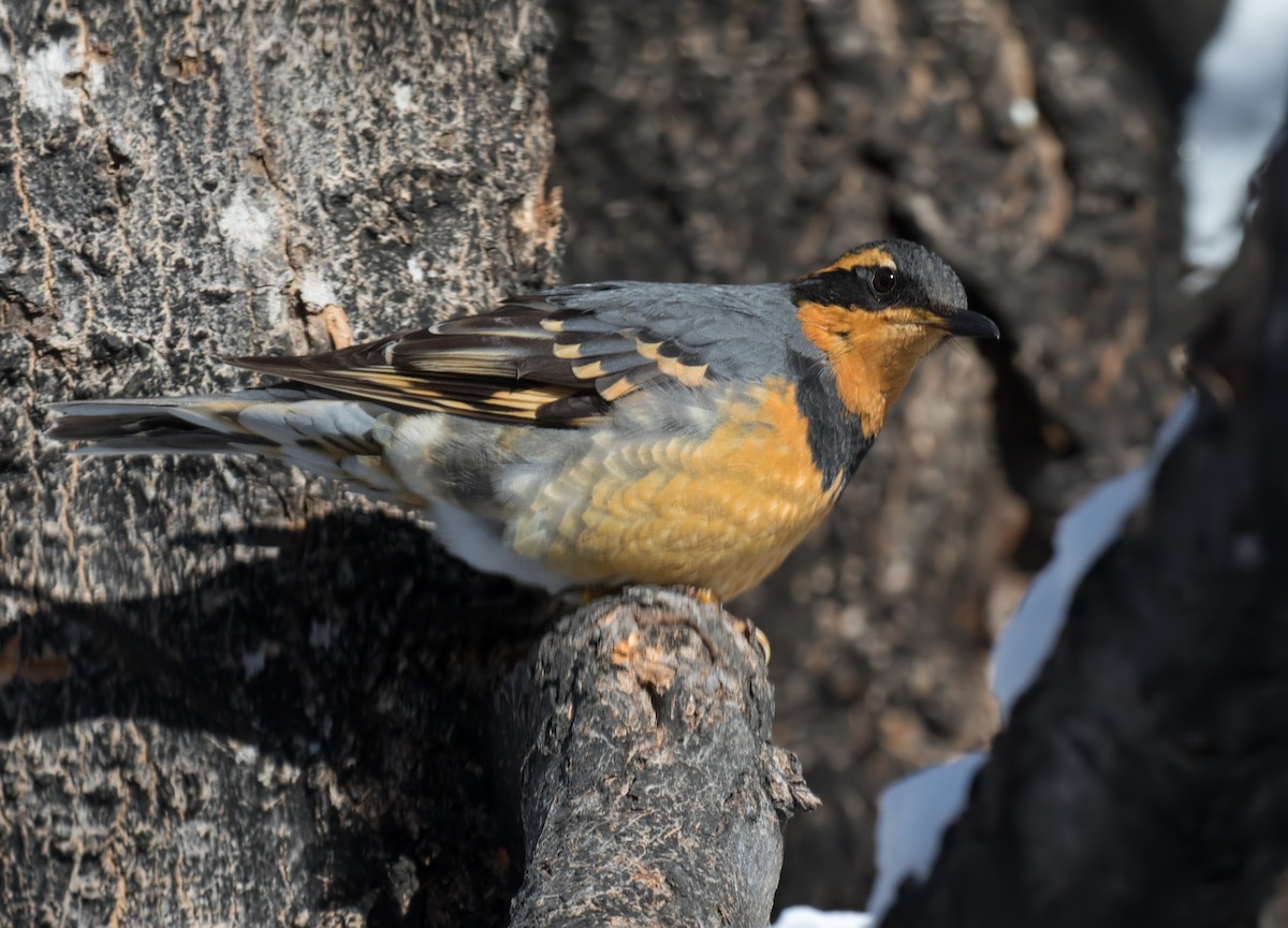 Varied Thrush - Darlene Friedman