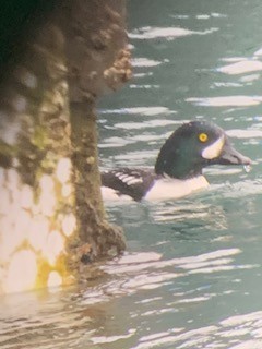 Barrow's Goldeneye - ML309081011