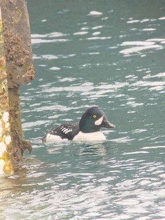 Barrow's Goldeneye - ML309081021