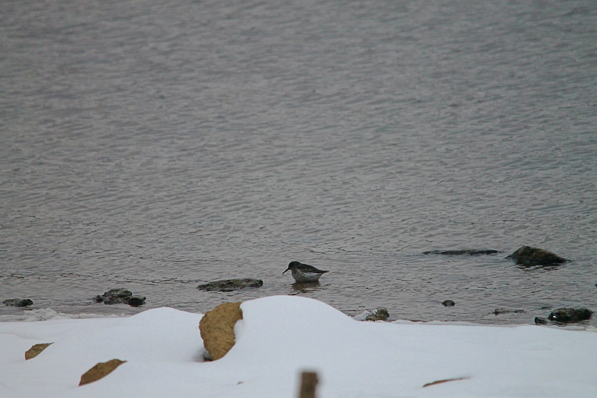 Purple Sandpiper - ML309081081