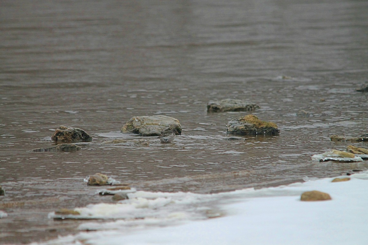 Purple Sandpiper - Anonymous