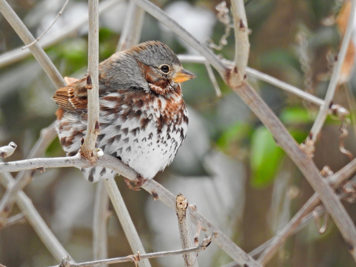 Fox Sparrow - ML309081391