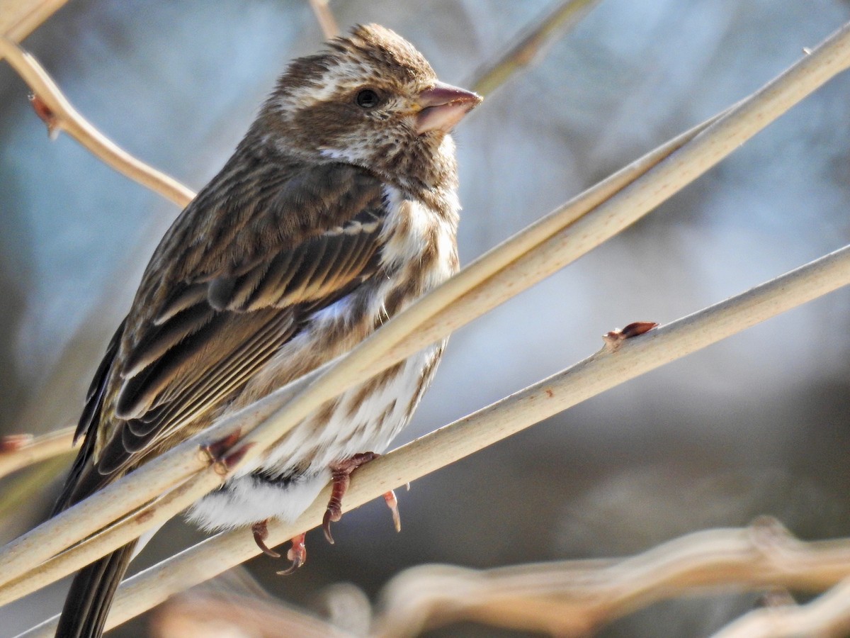 Purple Finch - ML309081461