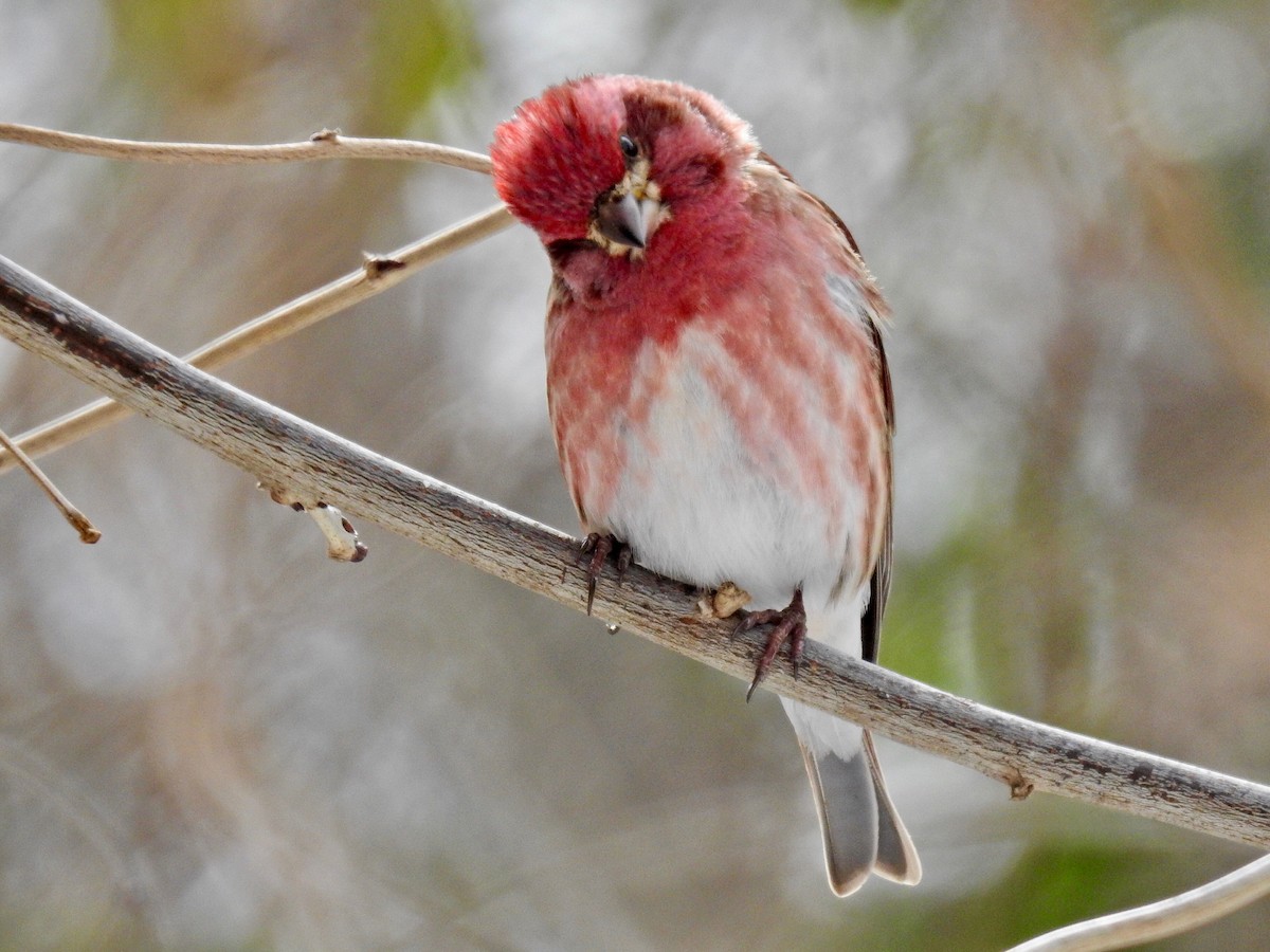Purple Finch - ML309081501