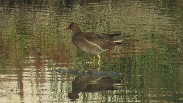 Gallinule poule-d'eau - ML309082081