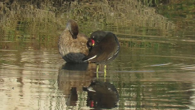 Eurasian Moorhen - ML309082171