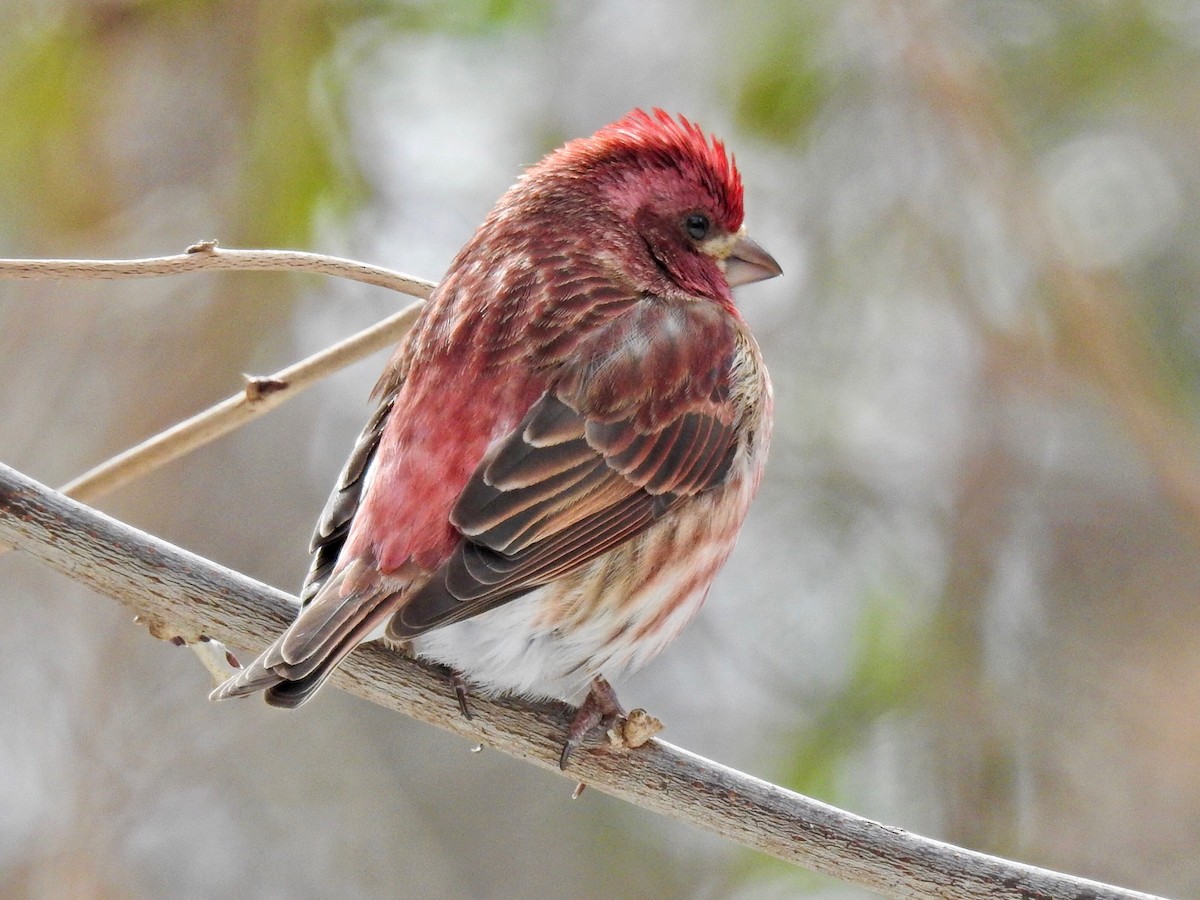 Purple Finch - ML309082251